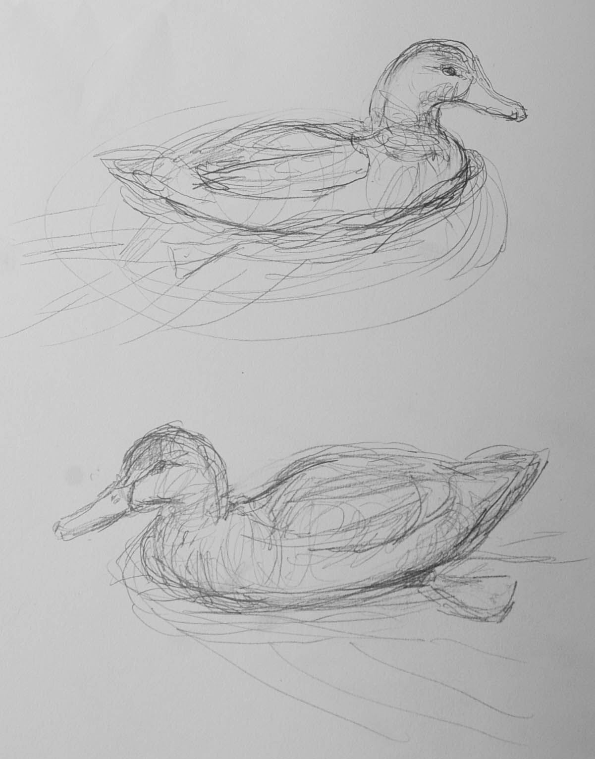 How to Draw a Duck : Step By Step Guide